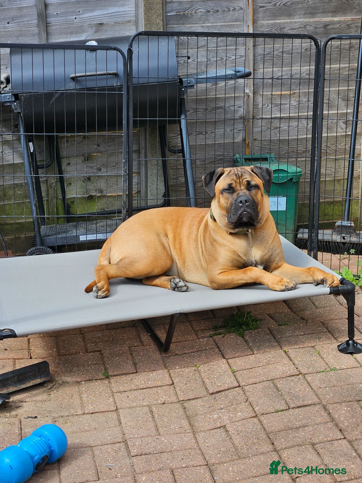 Mixed Breed dogs Staffy cross cane Corso  - Advert 7
