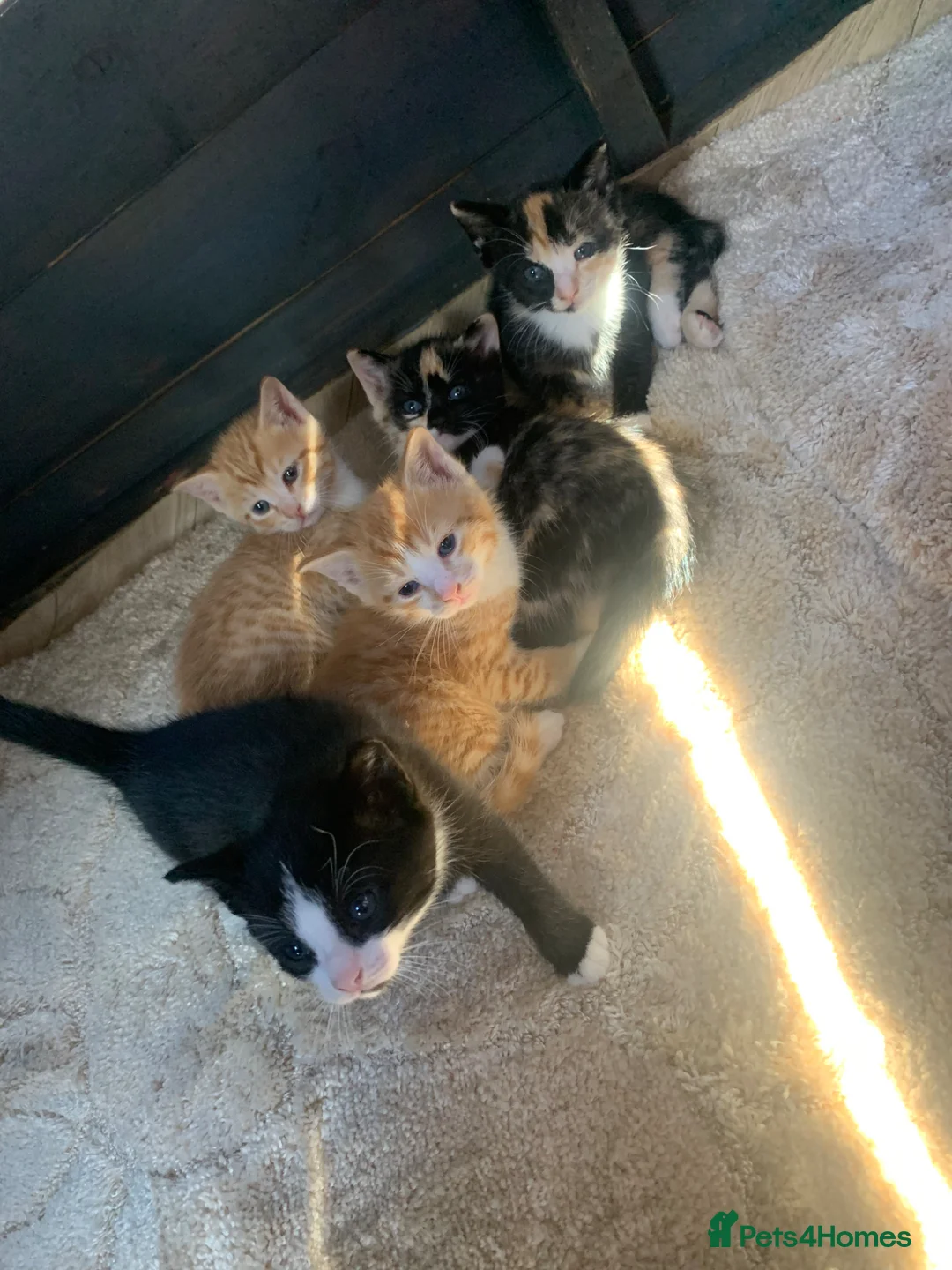 Mixed Breed cats for sale: Kittens - Advert 13