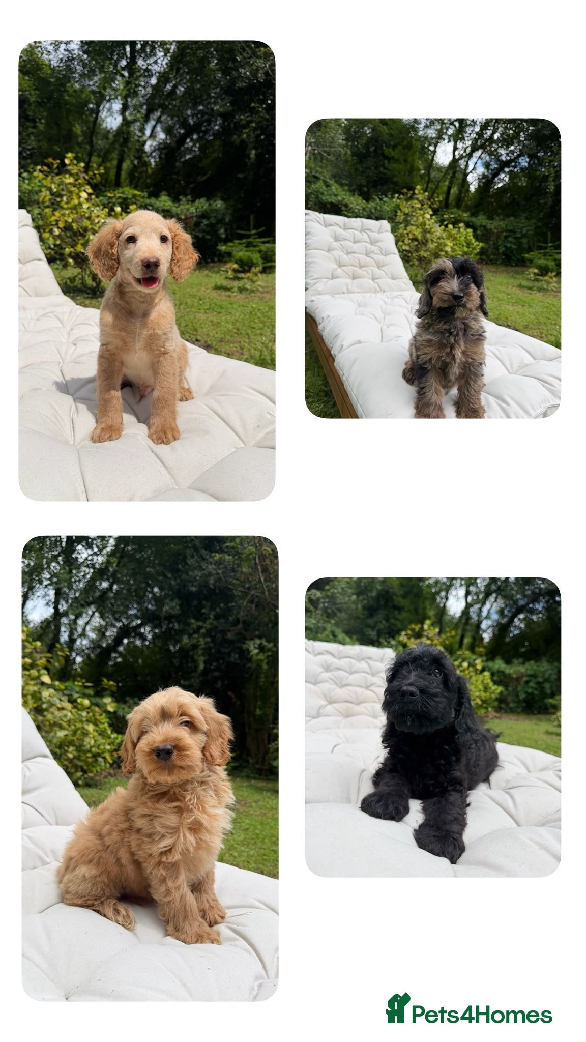 Cockapoo dogs F2b cockapoo puppies - Advert 13