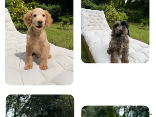 Cockapoo dogs F2b cockapoo puppies - Advert 13