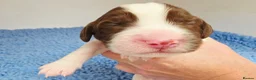 English Springer Spaniel dogs for sale: KC Health Tested, Home Reared 5 ⭐️ Liver Pups - Advert 7