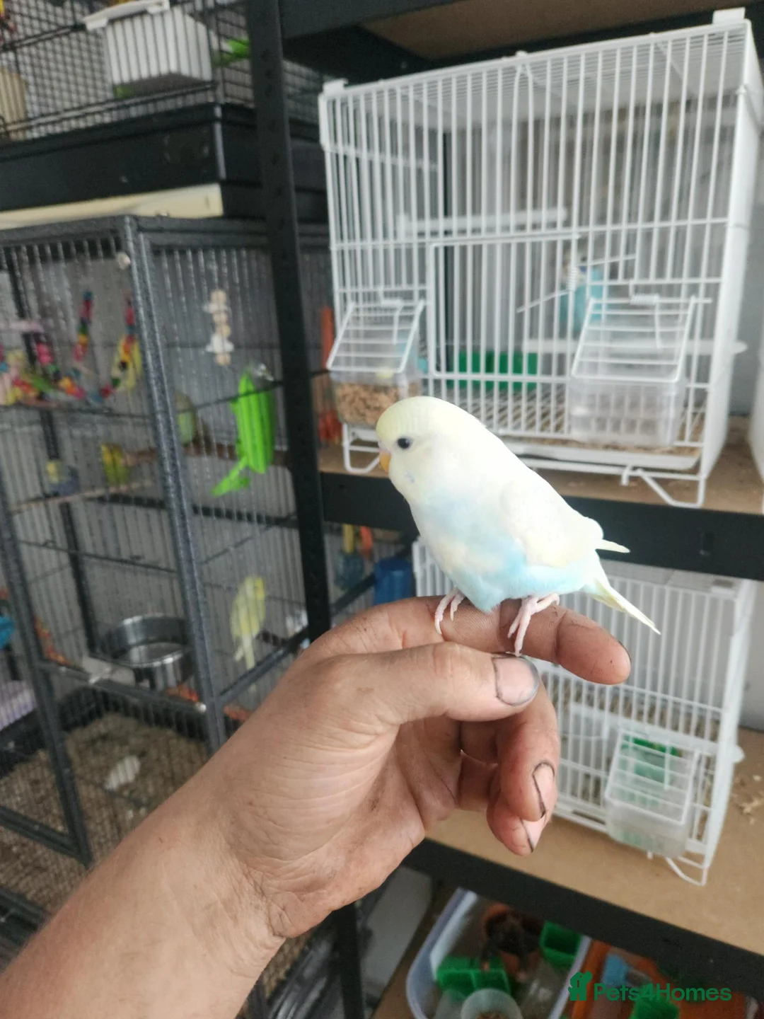 Budgerigars birds for sale: Hand tame rainbow baby - Advert 1