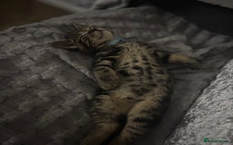 American Shorthair cats for sale: Tabby Kitten  - Image 27