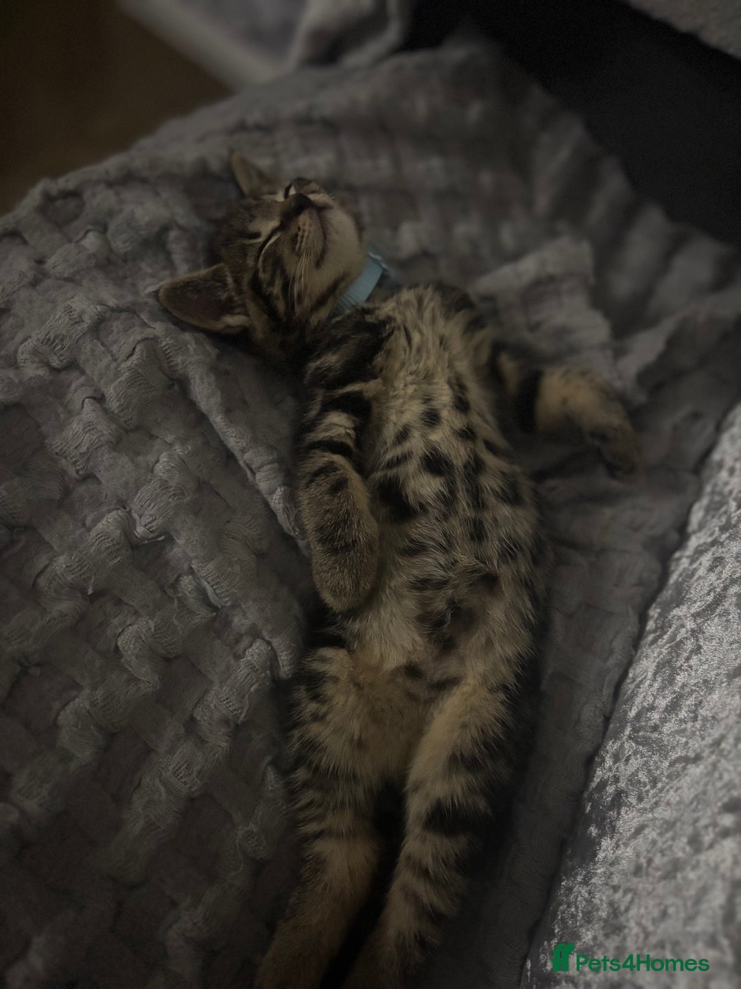 American Shorthair cats for sale: Tabby Kitten  - Image 27