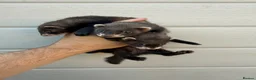 Ferret rodents for sale: Ferret kits  in Barrow-in-Furness - Advert 1