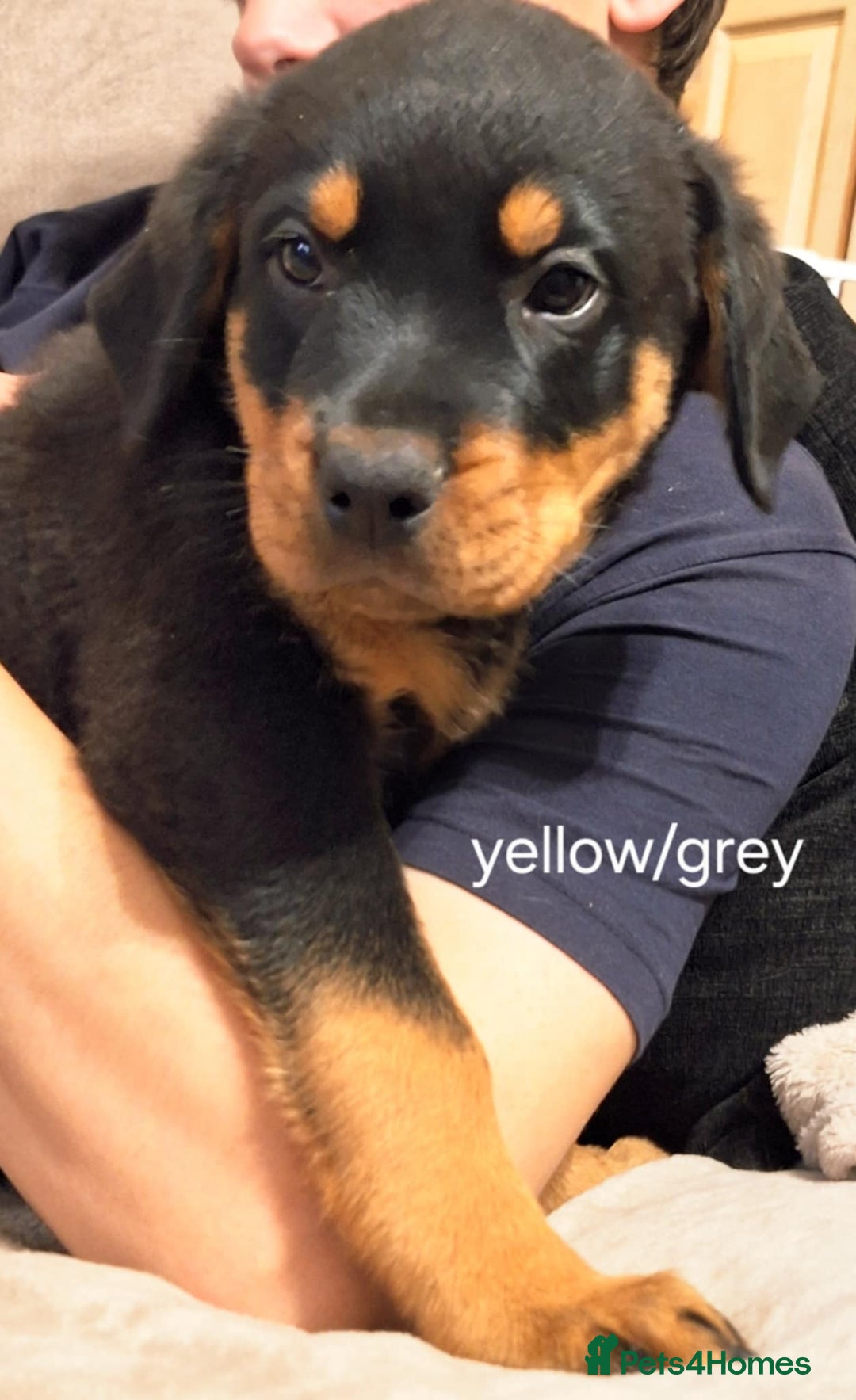 Rottweiler dogs for sale:  Beautiful Chunky Rottweiler puppies  - Image 3