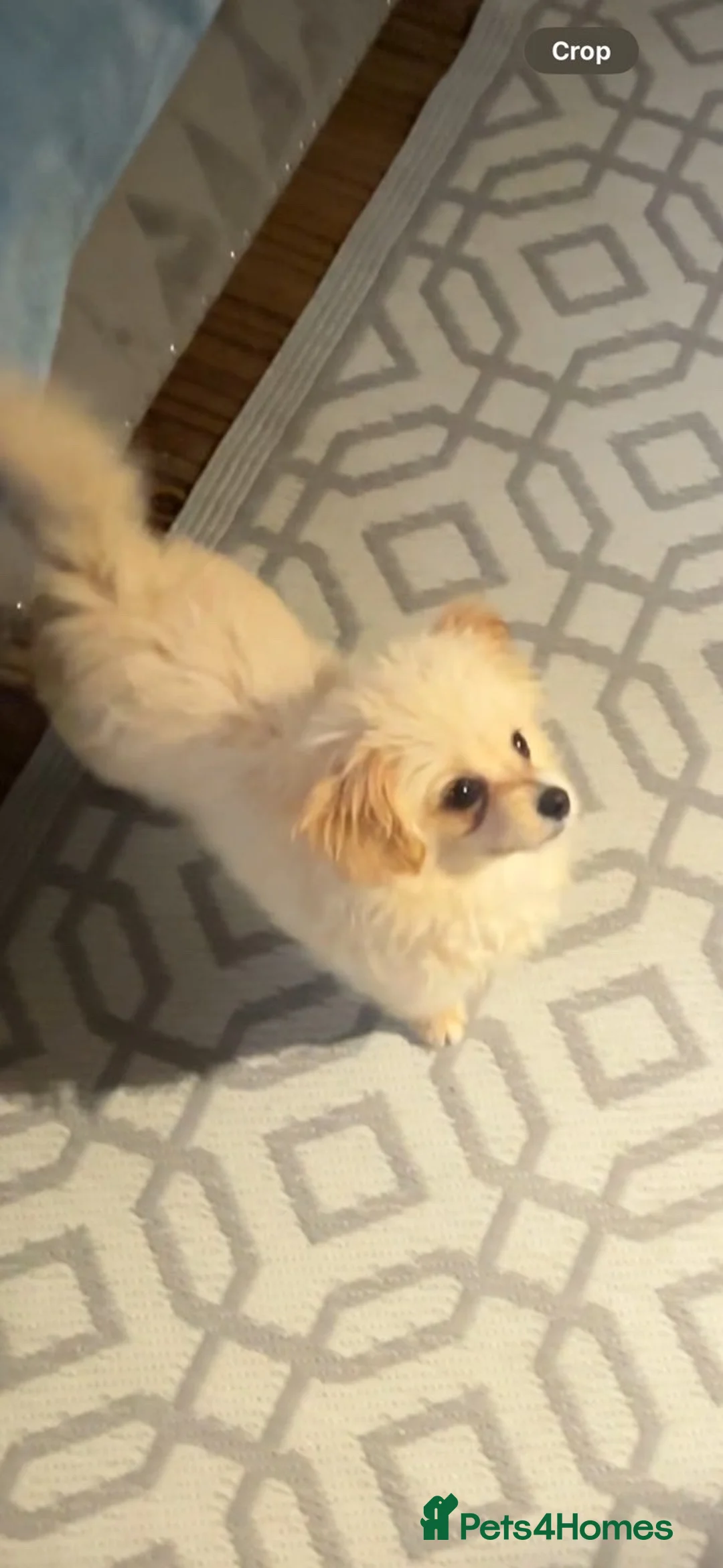 Pomchi dogs for sale: Pomchi puppy’s  - Advert 6