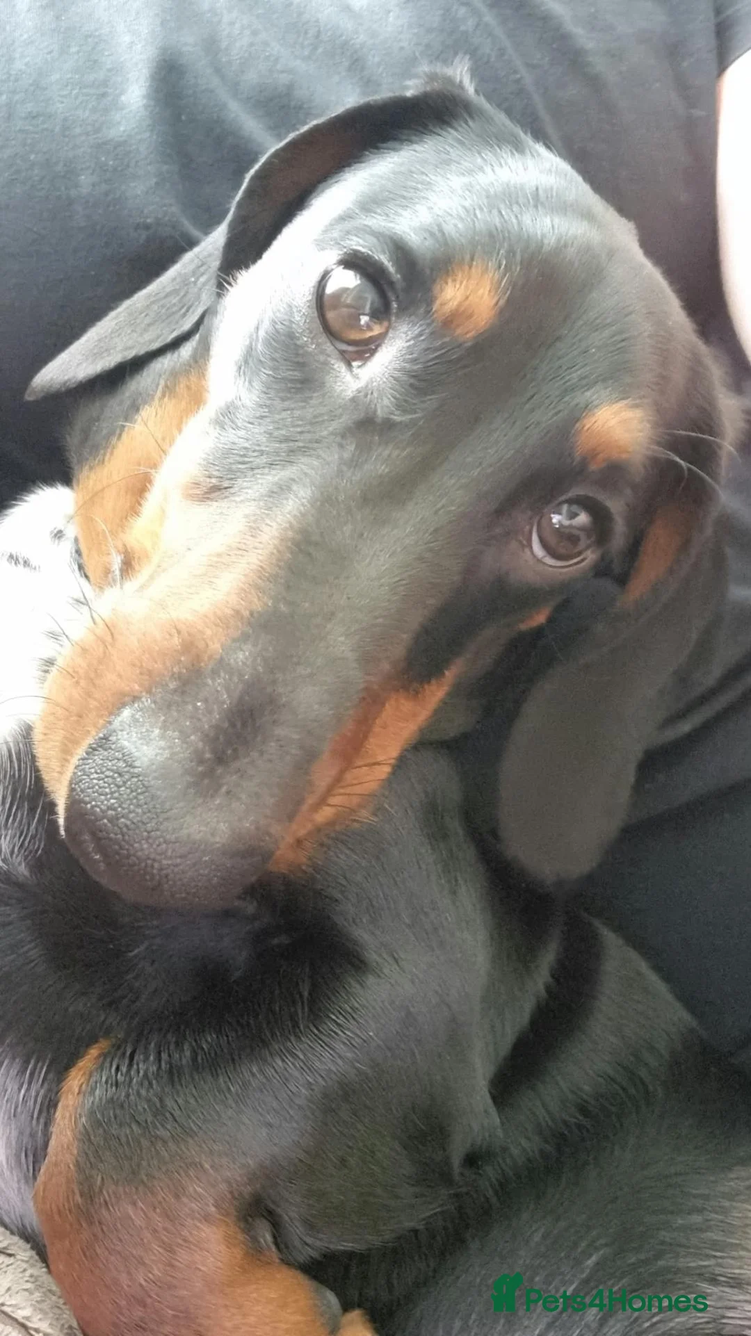 Dachshund dogs for sale: Adult Dachshund girl and boy looking for new home  - Advert 2