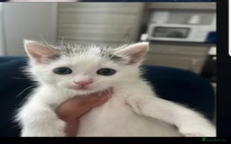 Mixed Breed cats for sale: Beautiful mixed kittens  - Image 4