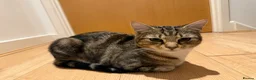 Mixed Breed cats for sale: Tabby cat temu - Advert 3