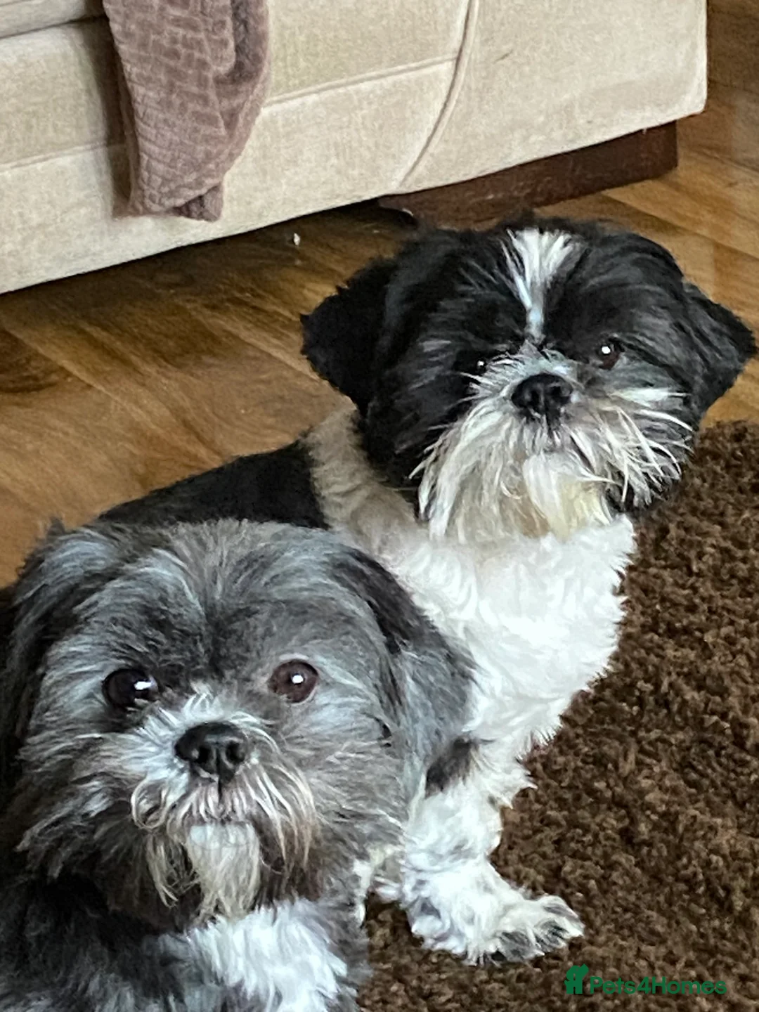 Shih Tzu dogs for sale: Male & female shit tzu - Advert 2