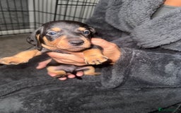 Dachshund dogs for sale: Ready to leave last 4 available  - Image 7