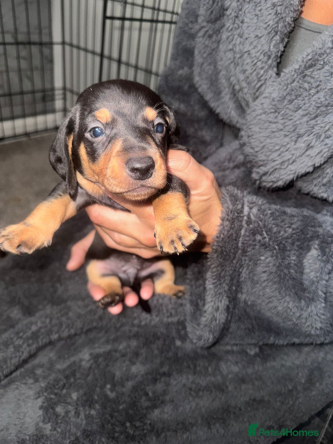 Dachshund dogs for sale: Ready to leave last 4 available  - Image 7