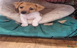 Jack Russell dogs for sale: Boy Jack Russel pup - Image 5