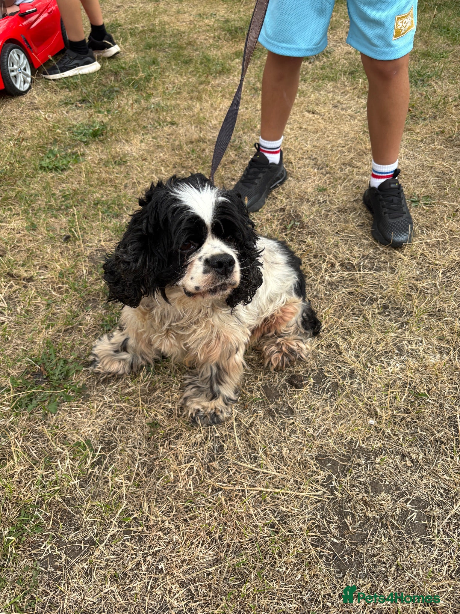 Cocker Spaniel dogs American cocker Spainel bitch for sale  - Advert 2