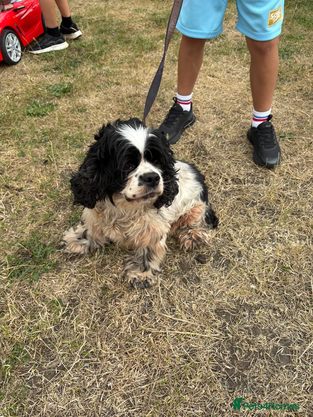 Cocker Spaniel dogs for sale: American cocker Spainel bitch for sale  - Advert 2