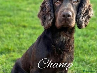 Cocker Spaniel dogs FOR STUD KC working cocker, Fully Health tested in King's Lynn - Advert 24