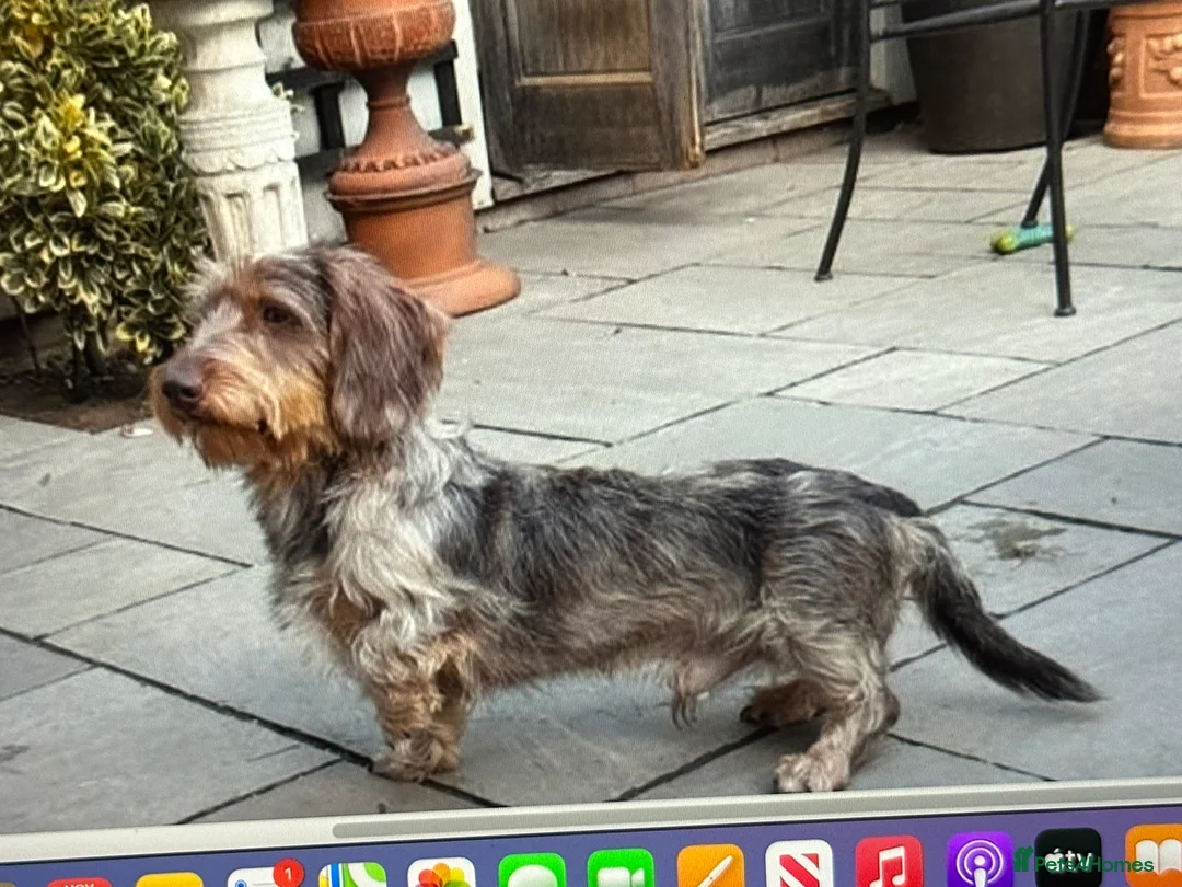 Dachshund dogs for stud: male-Otto in Tunbridge Wells - Advert 7