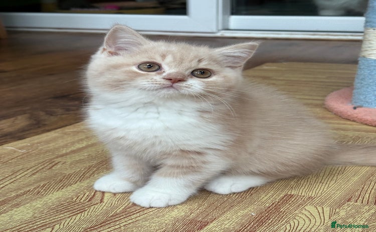 British Shorthair cats - Advert 12
