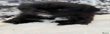 Pekingese 2