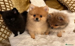 Pomeranian dogs for sale: ✨KC ready now last 3 girls  Pomeranian puppies in Wolverhampton - Image 1