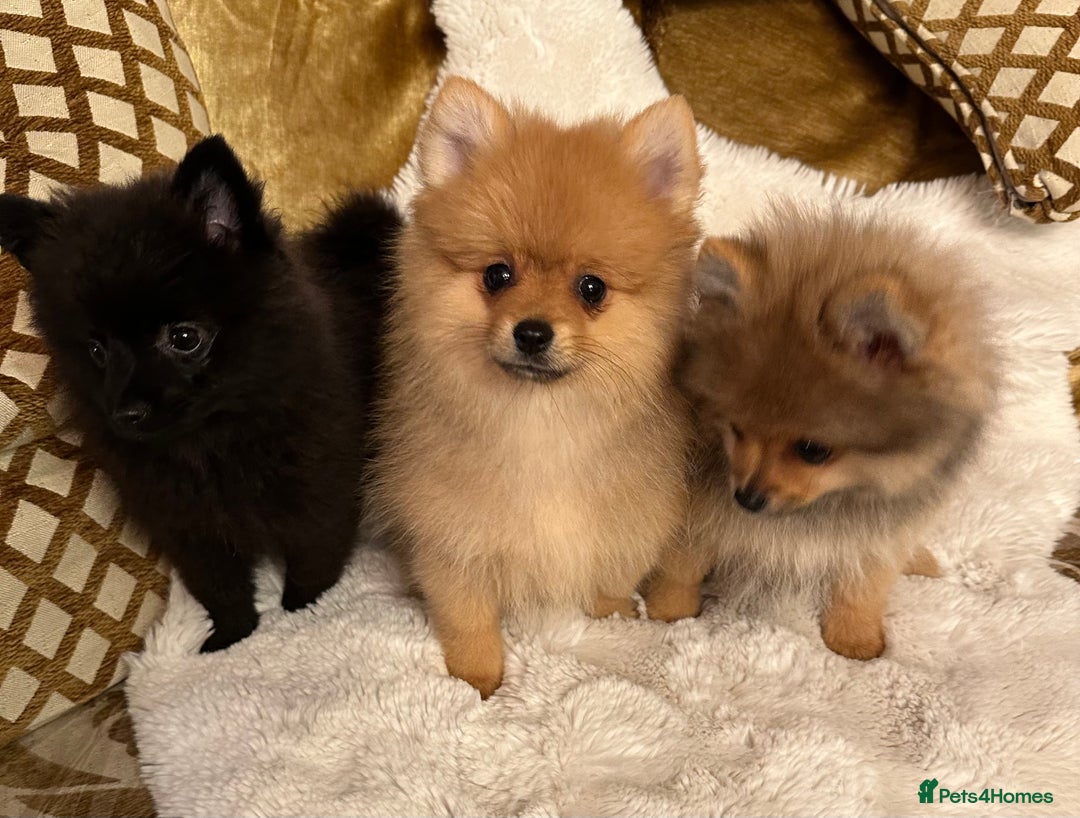 Pomeranian dogs for sale: ✨KC ready now last 3 girls  Pomeranian puppies in Wolverhampton - Image 1