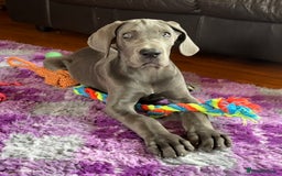 Great Dane dogs for sale: Beautiful Blue bred for Health and Temperament  in Worksop - Image 10