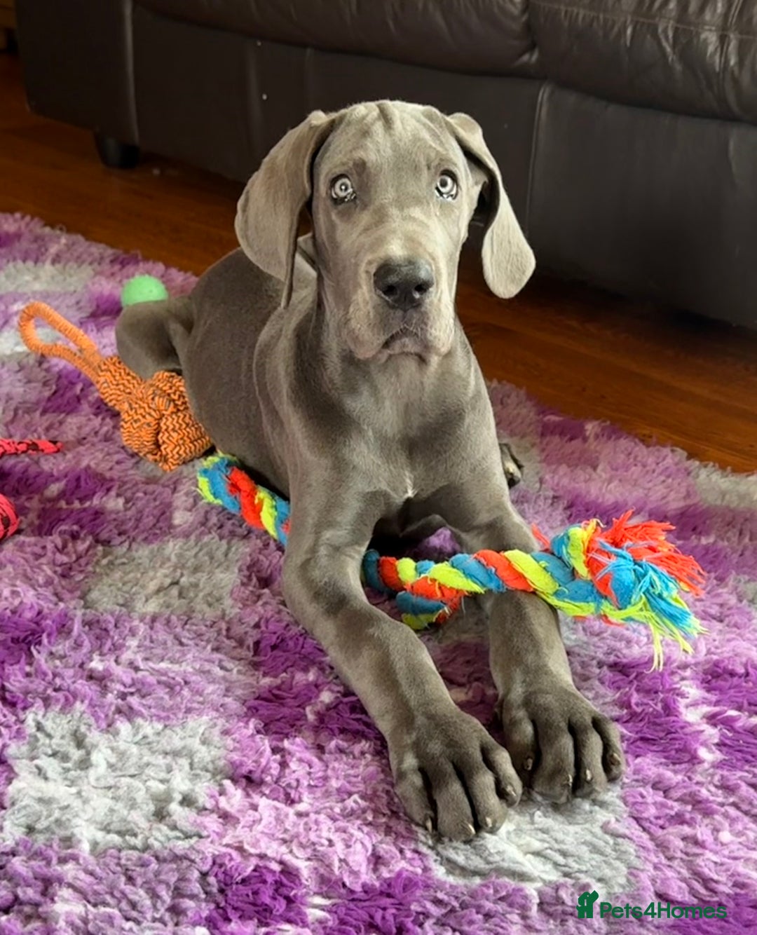 Great Dane dogs for sale: Beautiful Blue bred for Health and Temperament  in Worksop - Image 10
