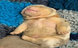 English Bulldog dogs for sale: Kc litter outstanding bloodlines bulldog pups  - Image 19