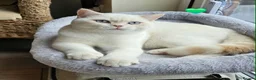 British Shorthair cats for sale: Stunning GCCF reg, BSH Colourpointed Boys - Advert 9
