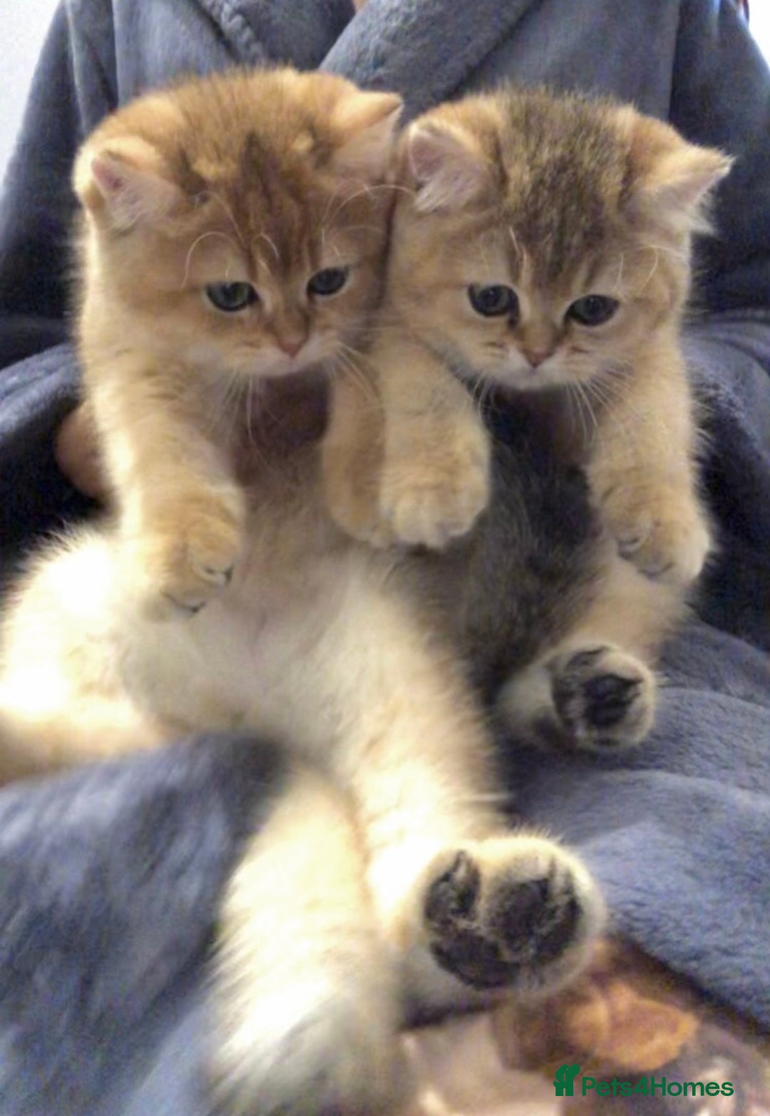 British Shorthair cats for sale: GOlD BRITISH SHORTHAIR KITTENS FOR SALE - Image 2