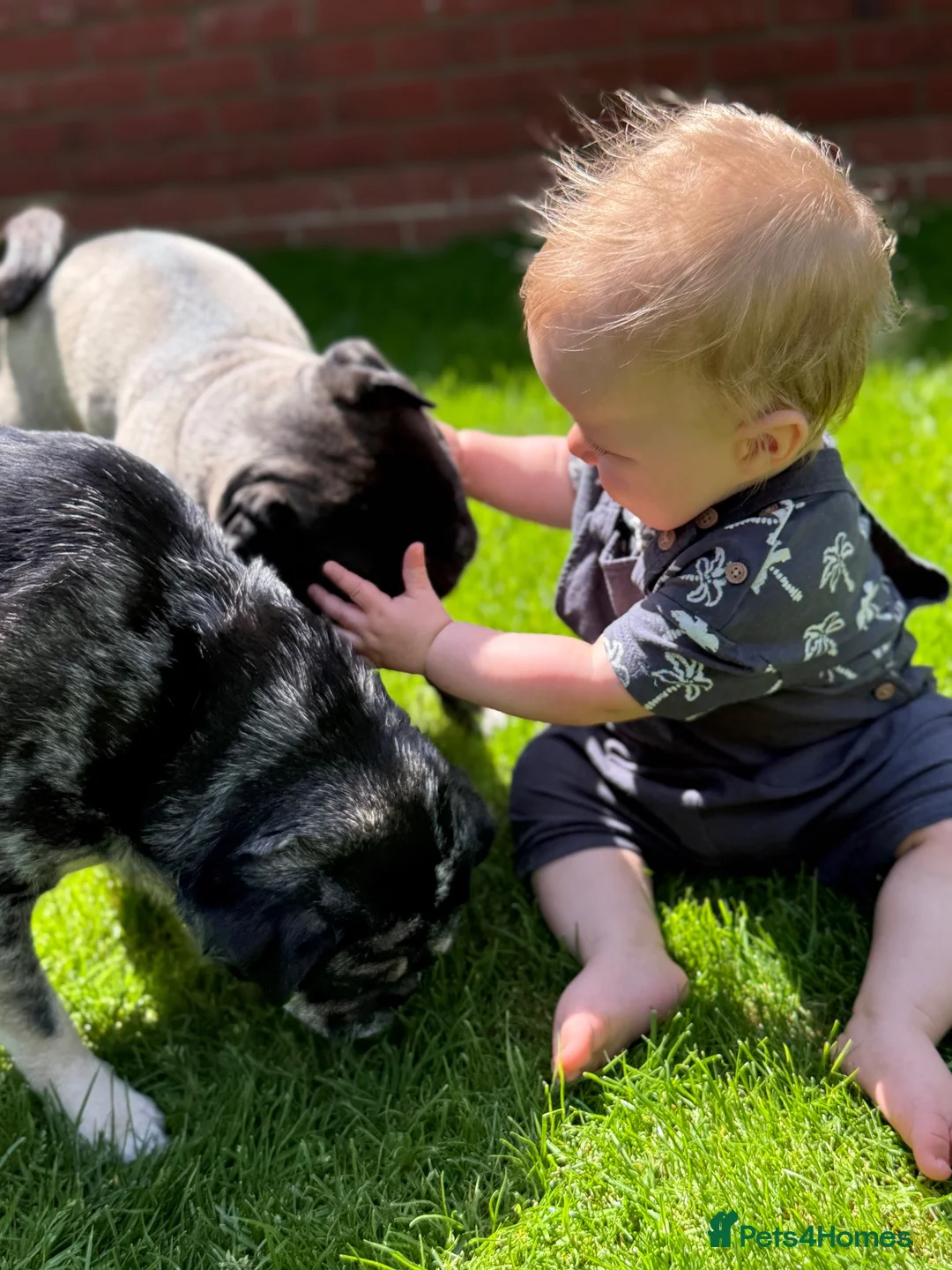 Pug dogs for sale: 2x pugs in Holt - Advert 2