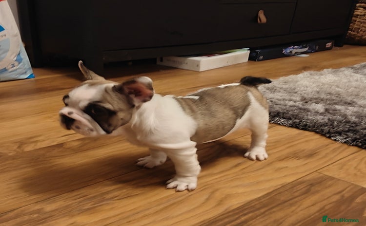 French Bulldog dogs - Advert 1
