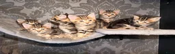 Mixed Breed cats for sale: 6 beautiful tabby kittens - Advert 4