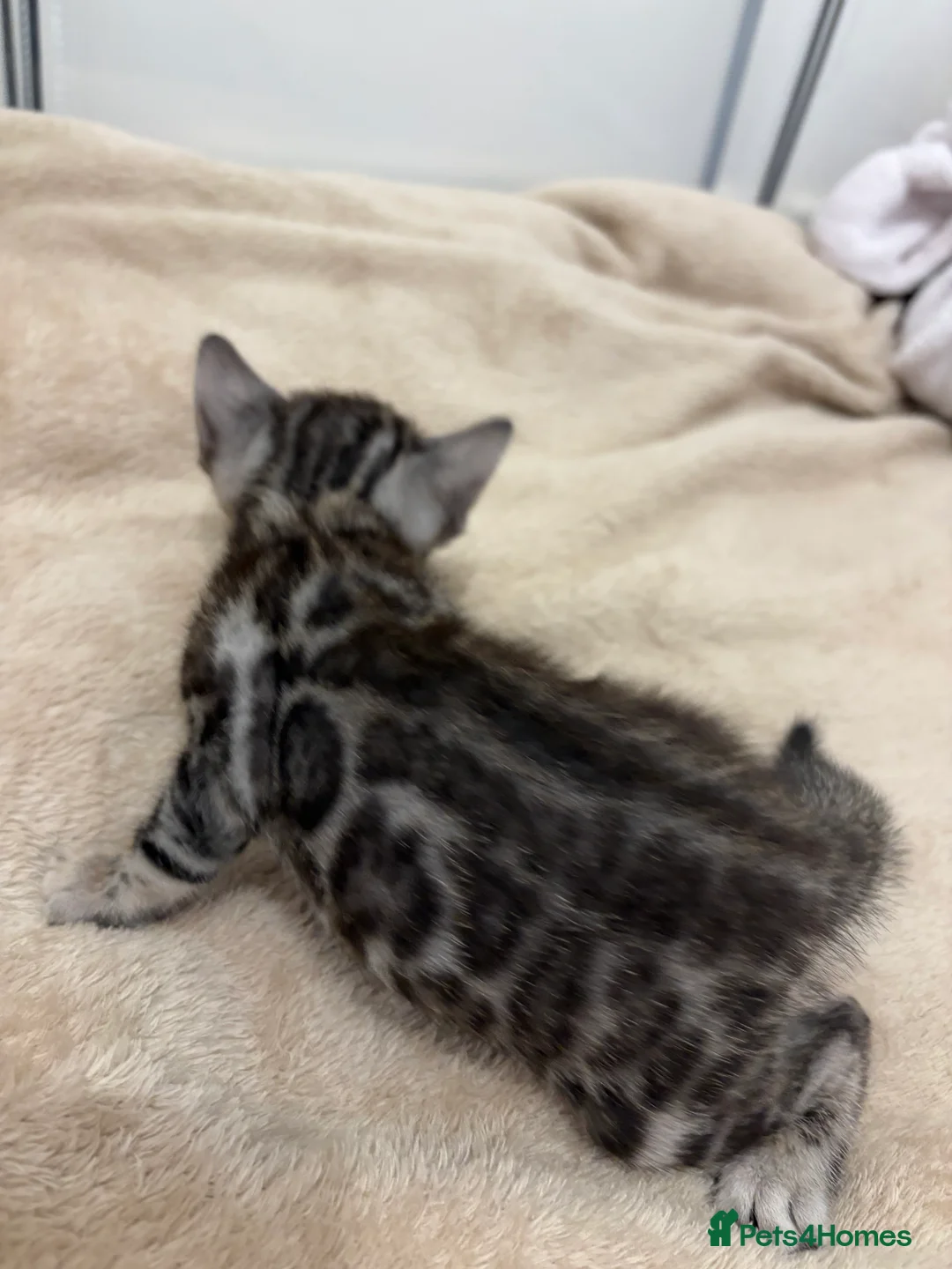 Bengal cats for sale: Adorable Bengal Babies Looking for Forever Homes - Advert 2