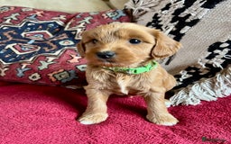 Mixed Breed dogs for sale: Australian Labradoodle Double Doodle puppies in Glastonbury - Image 7