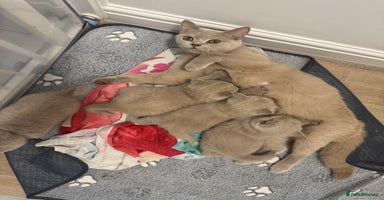 British Shorthair cats - Advert 16