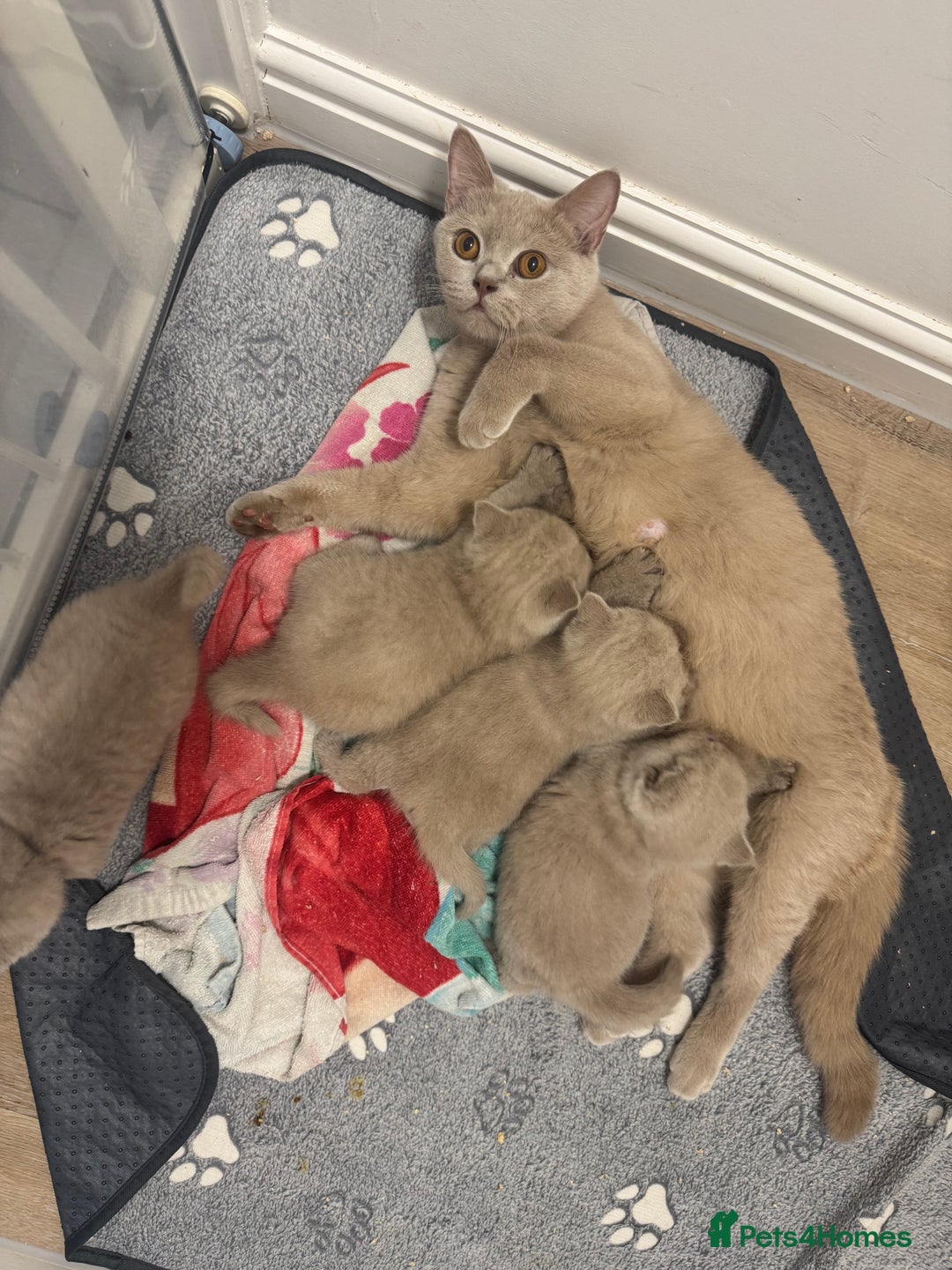 British Shorthair cats for sale: Champion sired Fawn British shorthair kittens - Image 2