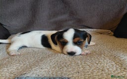 Mixed Breed dogs for sale: Dachshund x jack russle - Image 11