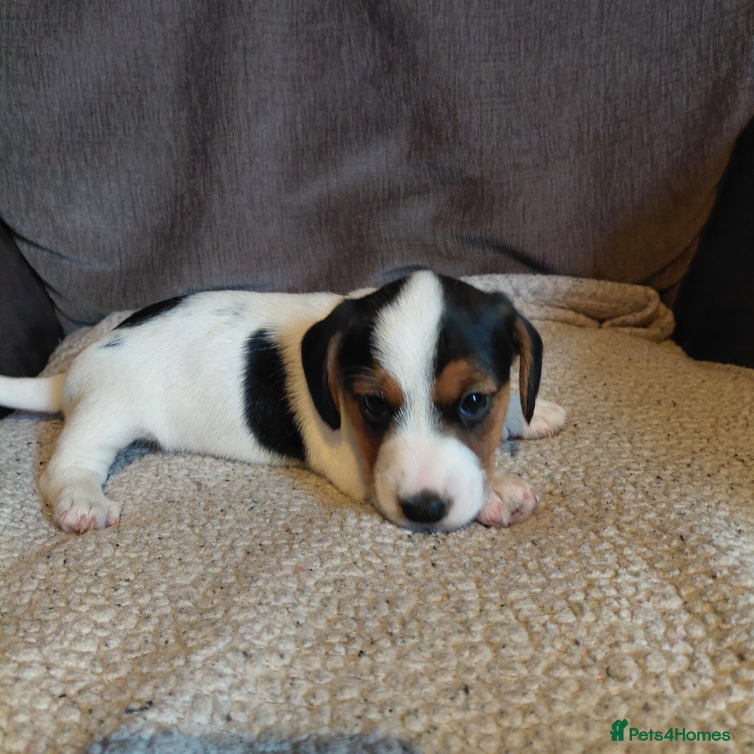 Mixed Breed dogs for sale: Dachshund x jack russle - Image 11
