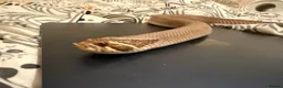 Snake reptiles for sale: Purple Stripe Superconda Western Hognose Snake - Advert 6