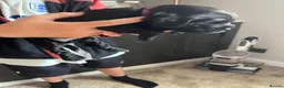 Sprocker dogs for sale: Adorable quality sprocker  puppies  - Advert 16