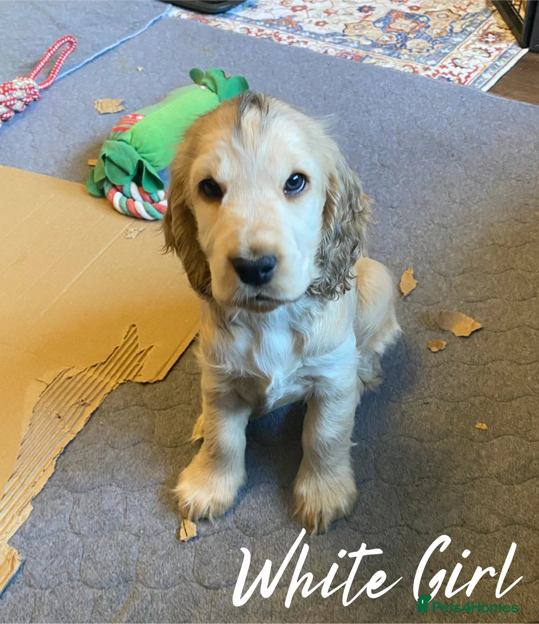 Cocker Spaniel dogs for sale: Stunning Litter of Show Cocker Spaniels  - Advert 21