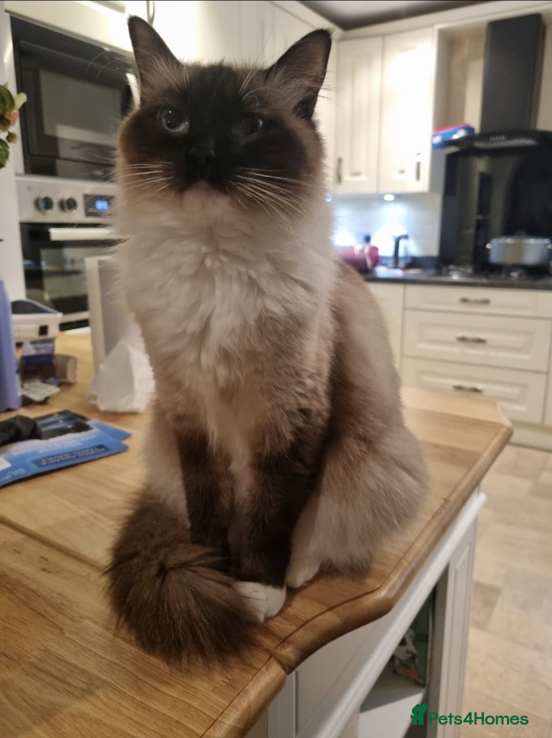 Ragdoll cats for sale: Pure Ragdoll Kittens  - Advert 2