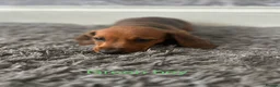 Dachshund dogs for sale: Dachshund puppies - Advert 7
