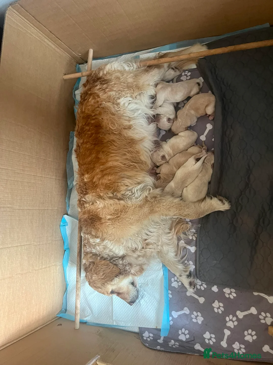 Golden Retriever dogs for sale: Golden Retrievers pure breed puppies - Advert 2