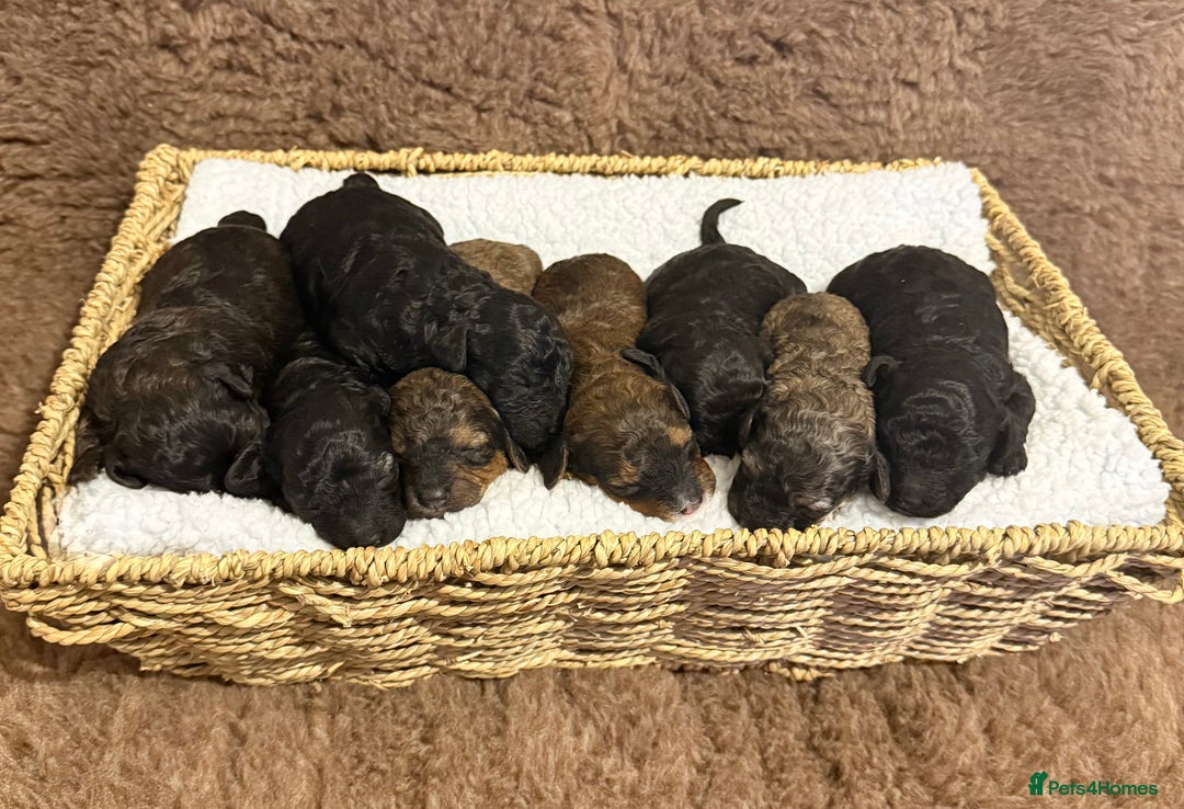 Poochon dogs for sale: Poochon puppy’s  - Advert 8