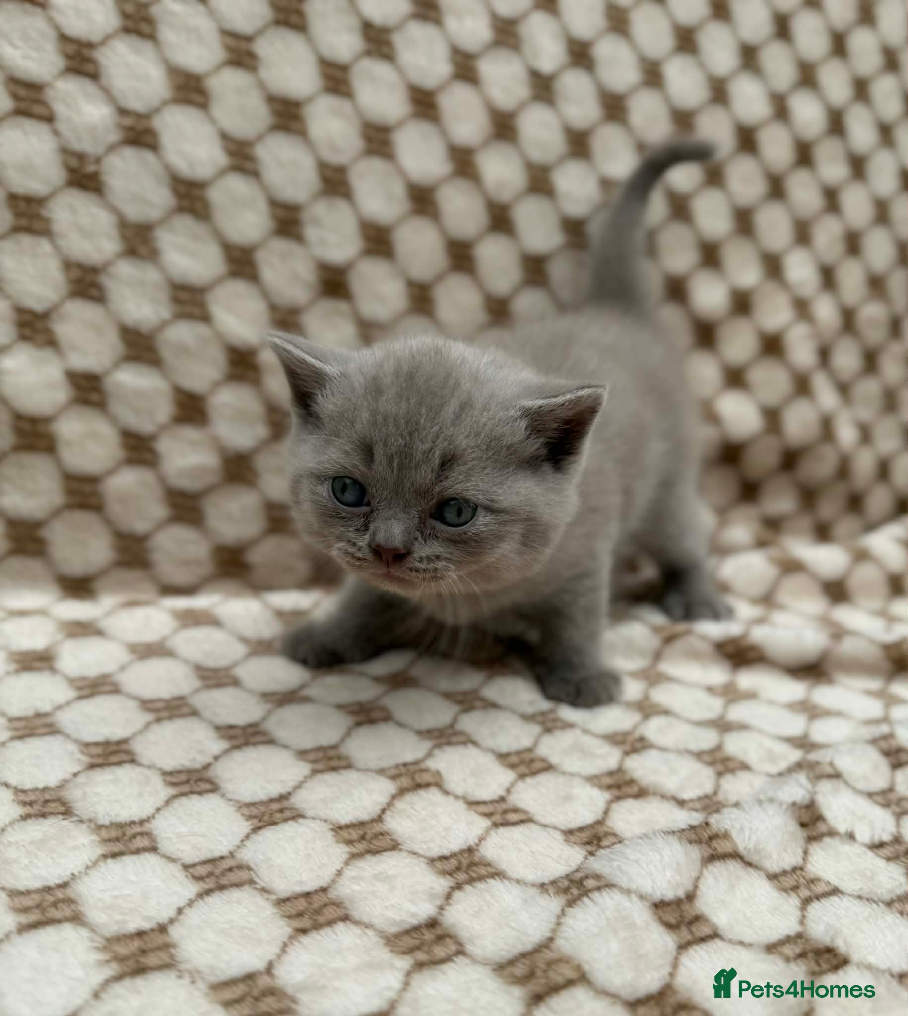 British Shorthair cats british shorthair kittens - Advert 1