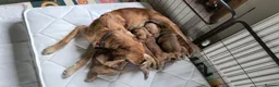 Golden Retriever dogs for sale:  Four Golden Hearts Looking for Their loving homes in Coventry - Advert 1