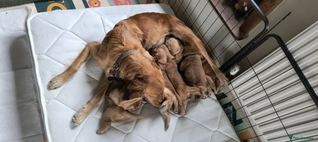 Golden Retriever dogs for sale:  Four Golden Hearts Looking for Their loving homes in Coventry - Advert 1